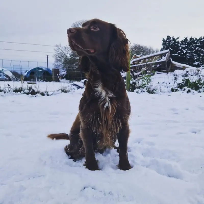 Bailey, Chief Pooch at Oblongata