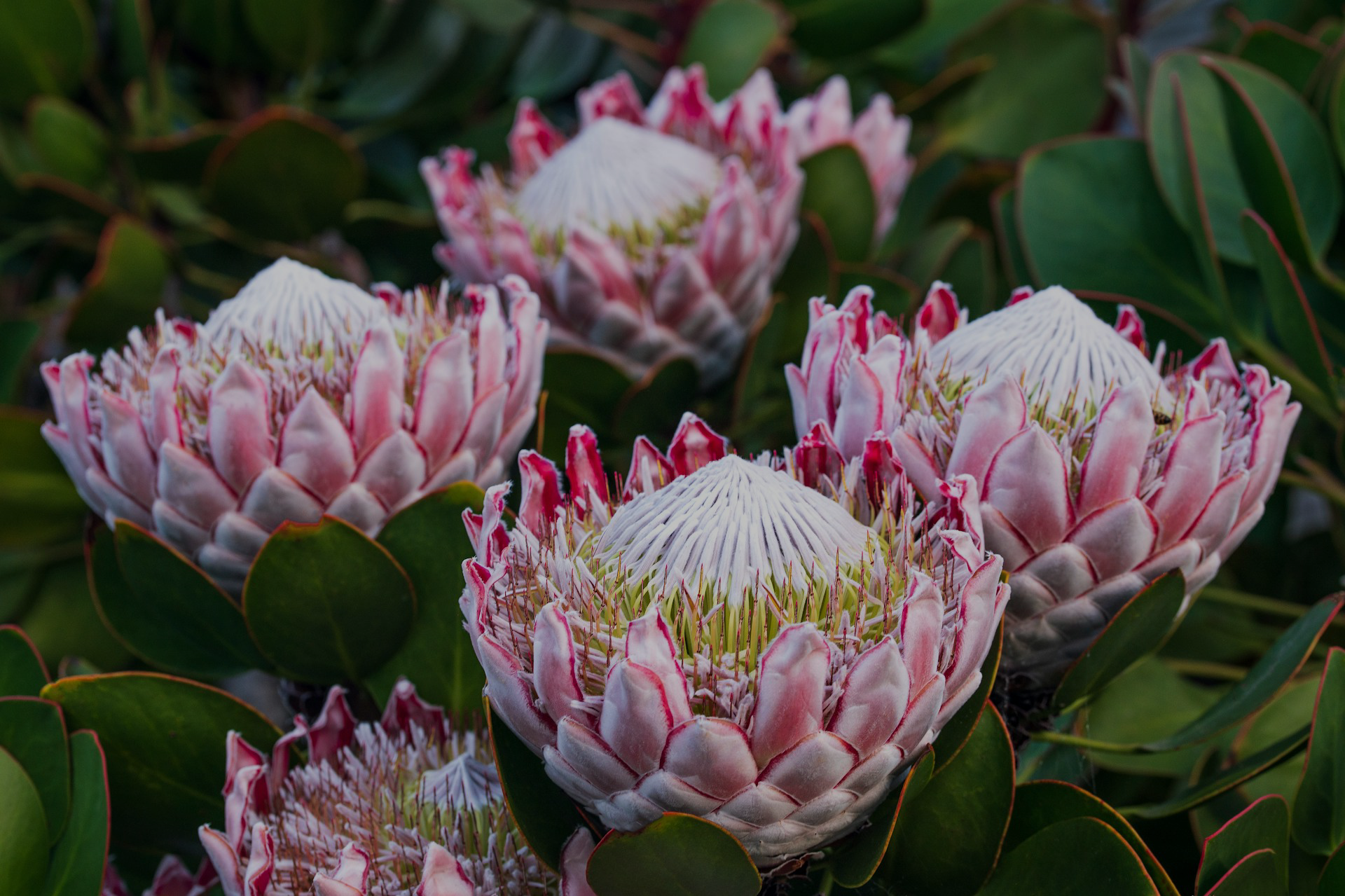 Protea Flower